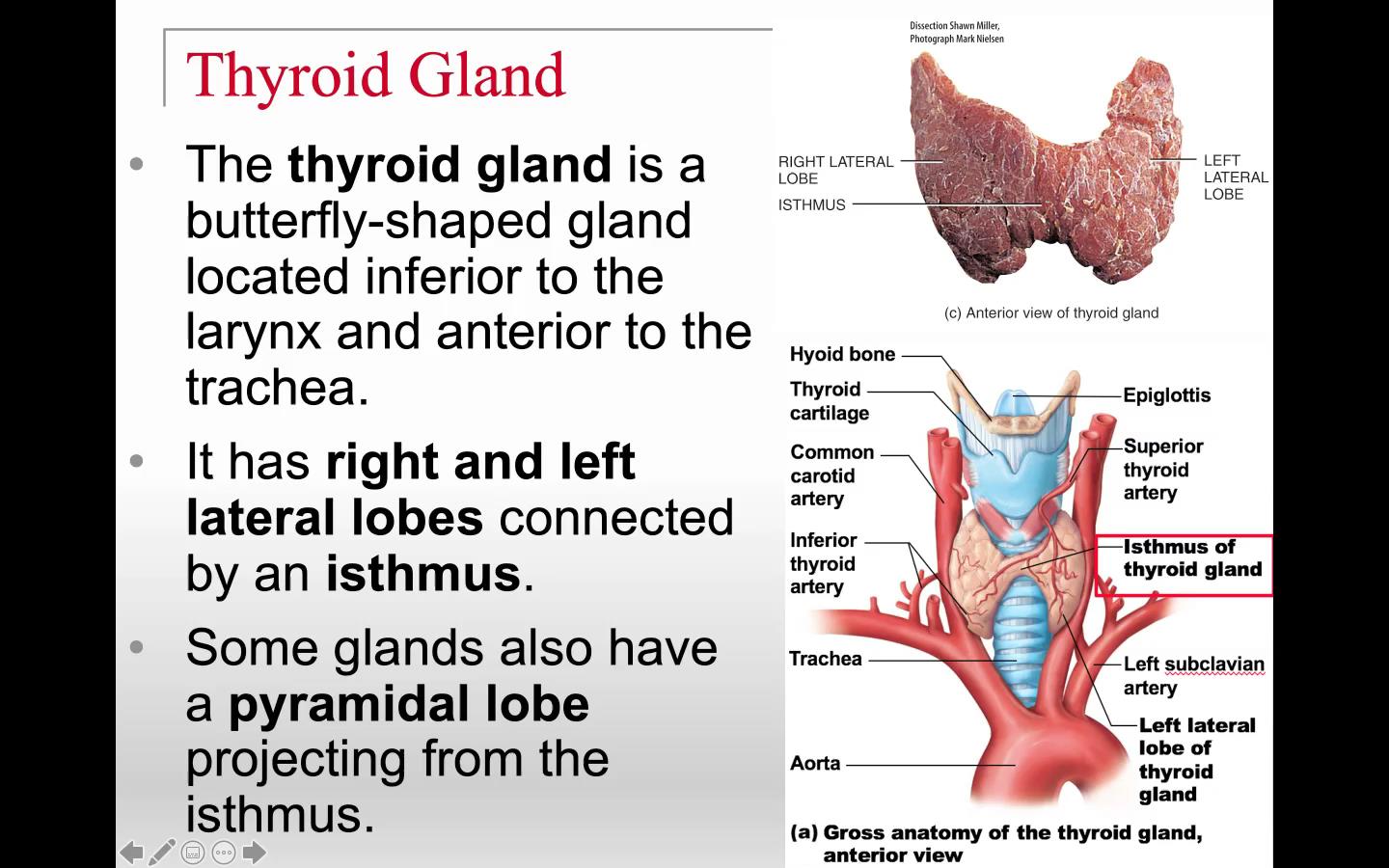 Endocrine part III